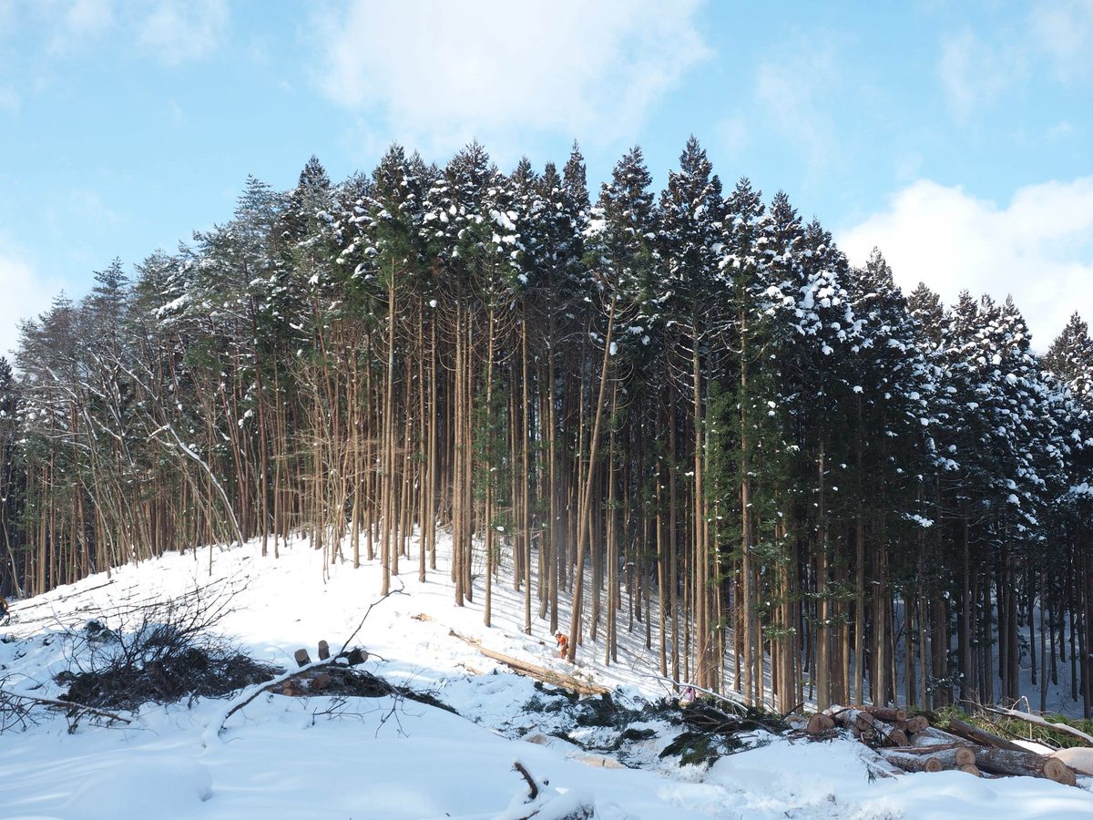 伐採後に植え直されないまま雪に覆われた山林